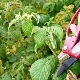  Pruning raspberries: the right care in different seasons