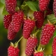  Description of Eggs Tayberry: growing a hybrid, advantages and disadvantages of the variety