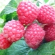  Description of the raspberry penguin: what are the advantages and disadvantages of the variety?