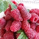  Description of the raspberry variety Izobilnaya Kazakova