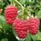  Features and description raspberry variety Firebird