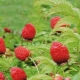  Features of growing Tibetan or Rosolist raspberries