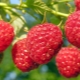  Feeding raspberries: how to increase yields with fertilizer?