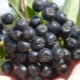  Useful tips on the cultivation of chokeberry and care for her