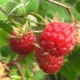  Useful properties of forest raspberry