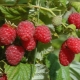 Variety raspberry 