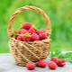 All about growing raspberries: a lot doesn’t mean difficult