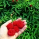  Japanese raspberry: variety description, planting and care