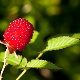  Strawberry raspberry: reproduction and care