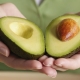  Avocado for weight loss: useful properties and recipes