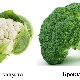  Broccoli and cauliflower: what is the difference?