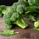 Broccoli: types, planting and care