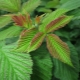  What is useful raspberry leaves and are there any restrictions on use?