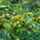  What can be cooked from cherry plum?