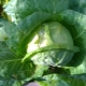  How to sow cabbage on seedlings in an unheated greenhouse?