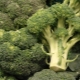 How to bake broccoli in the oven: recipes and recommendations