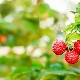  How to choose suitable raspberry varieties for different regions?