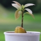  How to grow avocado from the bone at home?