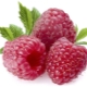  What vitamins and minerals are contained in raspberries?