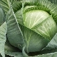  Belarusian cabbage: description of the variety and subtleties of cultivation