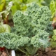  Cabbage Kale: varieties and fineness of planting