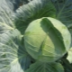  Cabbage Kolobok: characteristics and subtleties of growing