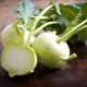  Kohlrabi cabbage: characteristics, cultivation and methods of preparation