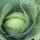  Cabbage Parel: characteristics of the variety and characteristics of cultivation