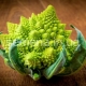   Cabbage Romanesco: features of planting and cultivation, useful properties and recipes