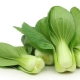  Chinese cabbage pak choi: characteristics, cultivation and popular recipes