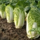  When and how to sow Peking cabbage for seedlings?