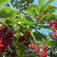  Red cherry: useful properties, planting and care