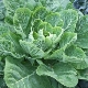  Kale: varieties and cultivation features