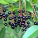  The best varieties of bird cherry: a description and breeding guide