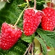  Raspberry Atlant: variety characteristics and care recommendations