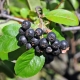  Description of black chokeberry: useful properties and growing plants