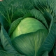  Description and subtleties growing cabbage Kazachok