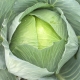  Cabbage Features Sugar Loaf