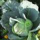  Features varieties of Moscow cabbage late