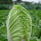  Beijing cabbage: variety selection and planting rules