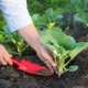  Cabbage planting: sowing technology and cultivation rules