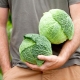  Savoy cabbage: features and varieties, planting and care, tips on storage and use