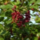  Sorts of virginian cherry: description and planting