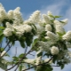  All about bird cherry: properties and features of use