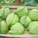 Choose cabbage varieties for fresh storage in winter