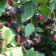  Get acquainted - ezhemalina: growing miracle berries in your garden