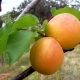  Tsarsky apricot: variety description and growing tips