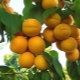  Apricot Rattling: characteristics of the variety and characteristics of cultivation