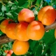  Apricot Triumph of the North: description of the variety and the nuances of agricultural technology