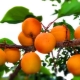  Apricot in Siberia: how to grow a southern fruit in harsh climates?